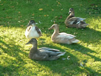 Ducks at the farm in Forest of Dean